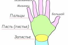 Составные части кисти руки