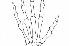 Как рисовать кисть руки, кости